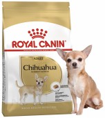 Chihuahua  1.5